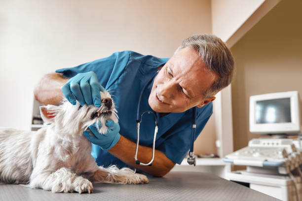 Best 24-Hour Emergency Dental Care in Mesa Del Caballo, AZ